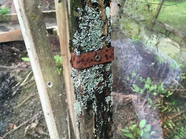 bracket holding the wood frame of the greenhouse with lichen growing on it